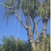 MrTree Care -  Обрезка и вырубка деревьев - Tree Removal,  Trimming